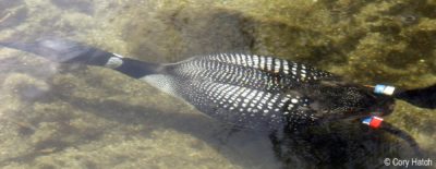 Banded Common Loon underwater