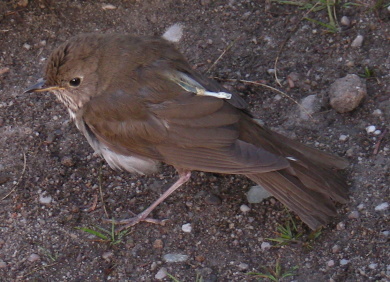 Bicknell's Thrush outfitted with a geolocator. / K.P. McFarland