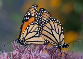 After 90 Percent Decline, Federal Protection Sought for Monarch Butterfly
