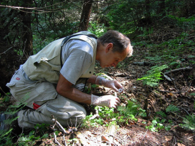 Chris Rimmer carefully samples forest insects for mercury testing. 