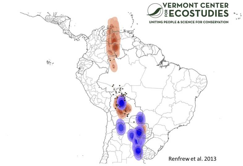 Bobolinks breeding in Oregon, Nebraska, and Vermont all converge into 3-6 week stops (brown) and 3-4 month wintering areas (blue) in South America.