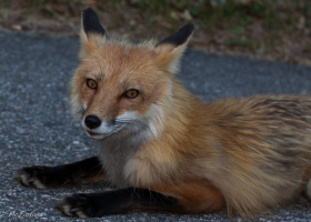 Around the world in 400,000 years: The journey of the red fox