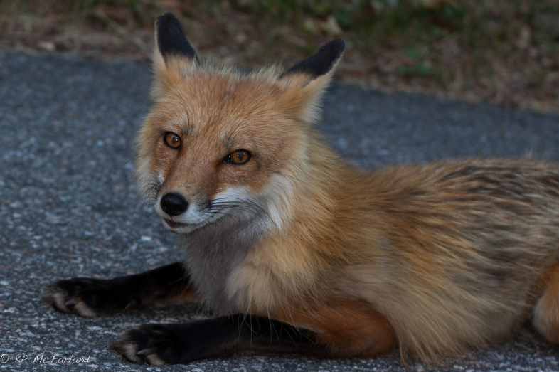 Red Fox / © K.P. McFarland