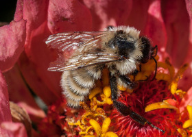 Sex, Drugs and Bees: plant chemistry and pollinators