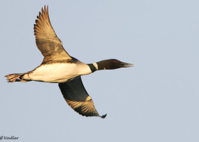 Common Loon in flight
