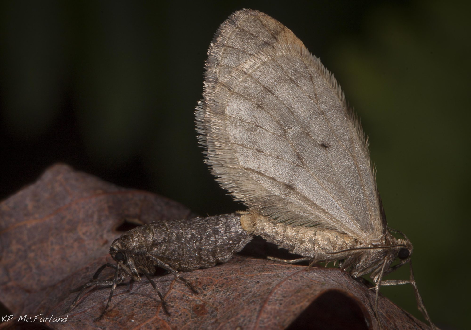 Bruce Spanworm (Operophtera bruceata) is one of the inchworms, a member of the large moth family called Geometridae (which means “earth-measuring”). © K.P. McFarland