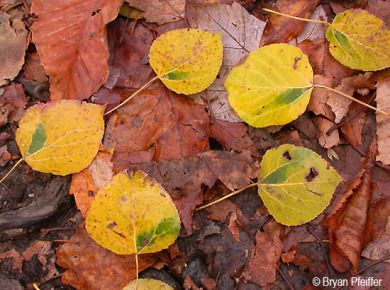 Quaking Aspen leaves