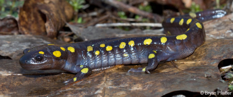 spotted-salamander-profile-800x