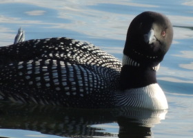 Do Non-Breeding, Single Loons Have Territories?