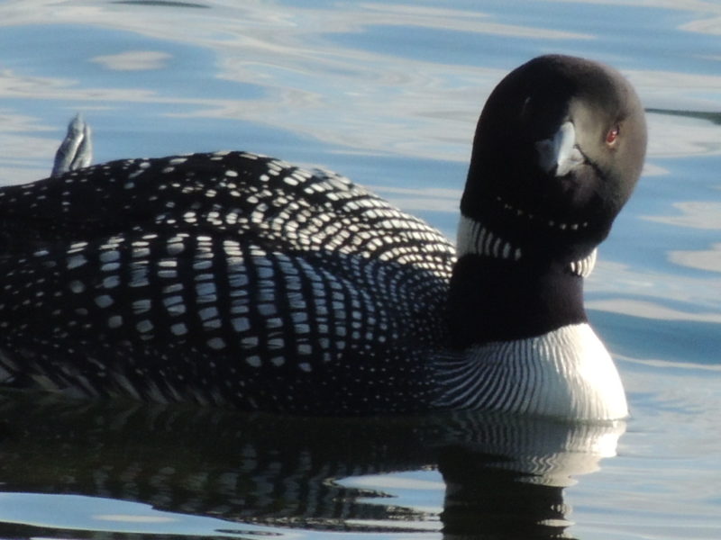 Do NonBreeding, Single Loons Have Territories? Vermont Center for
