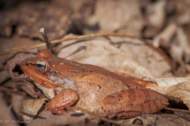 Wood Frog moving toward a vernal pool in early spring. / K.P. McFarland
