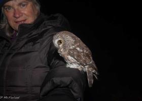 Outdoor Radio: Tracking the Northern Saw-whet Owl