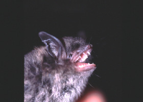 Results of New Hampshire Bat Hibernacula Surveys Dismal