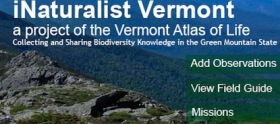 Vote for the iNaturalist Vermont December Photo-observation of the Month
