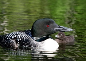 loon with chick