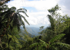 Rainforest in the mountains of Hispaniola is the preferred habitat of Bicknell's Thrush. 