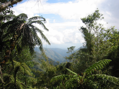 Rainforest in the mountains of Hispaniola is the preferred habitat of Bicknell's Thrush. 