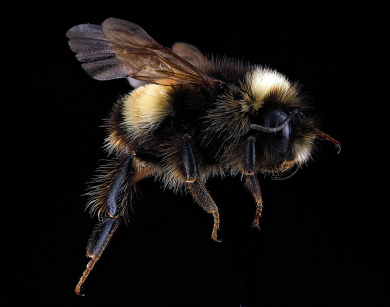 Yellow-banded Bumblebee / Sam Droege - USGS Bee Inventory and Monitoring Lab 