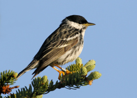 New VCE Study Reveals Population Health of Mountain Songbirds