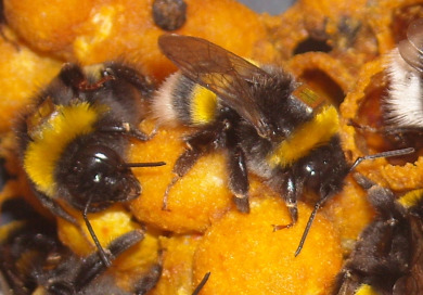 Bumblebee (Bombus terrestris) workers with Radio Frequency Identification (RFID) tags. Photographer: Richard Gill