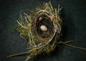 Hispaniolan Highland-tanager nest with egg, June 2004. Photograph by E. M. Fernandez