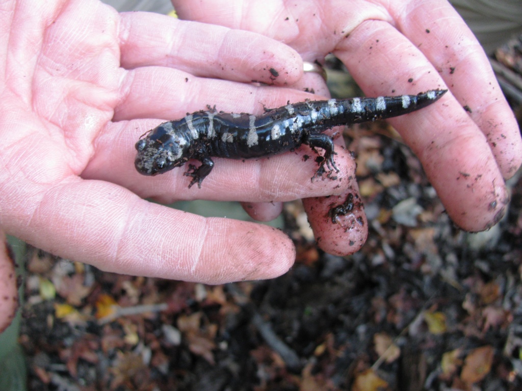 Ecologists Meet to Advance Vernal Pool Conservation | Vermont Center ...