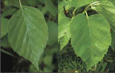 White Birch leaf (left) compared to Heart-leaved Paper Birch (right).
