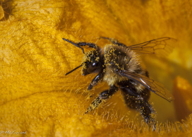 Plight of the Pollinators on UVM Extension's 'Across The Fence'