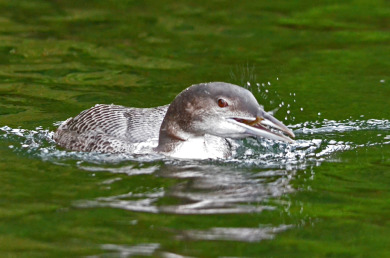Common Loon chick eating a small fish in autumn. / Lorna Kane-Rohloff
