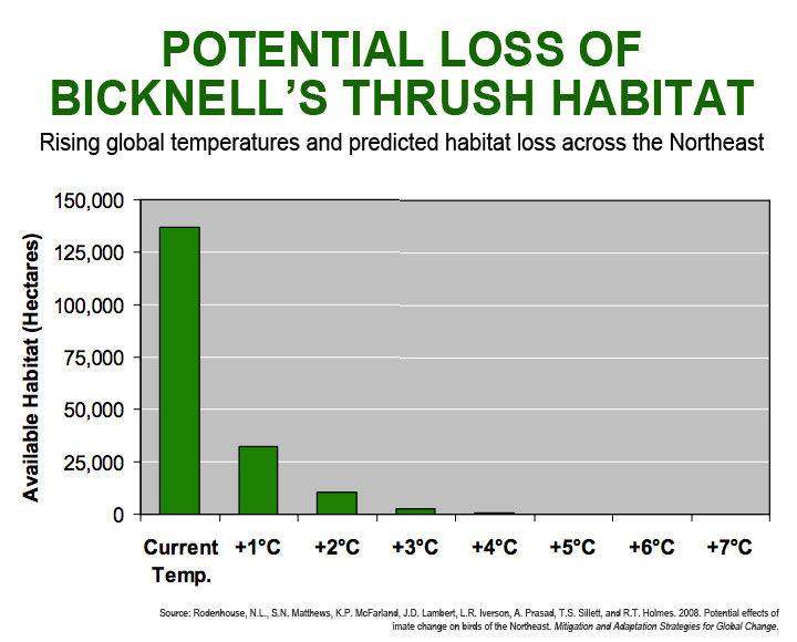 Bicknell's Thrush and Climate Change