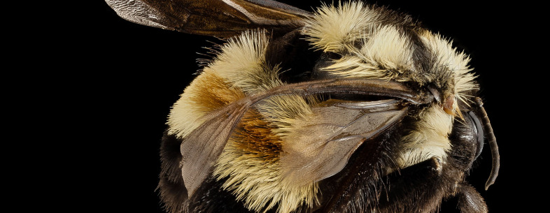 rusty-patched-bumble-bee 1800x700