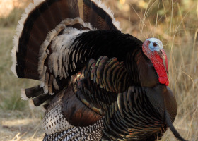 Wild Turkey Confidential: On Supper and Snoods