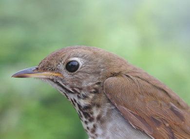 One Bird, Two Worlds: Conserving Bicknell's Thrush