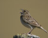 Grasshopper Sparrow singing