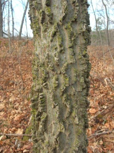 Cork Elm is only known from five locations in the Champlain Valley, Vermont. It was added to the Vermont Endangered and Threatened Species List in 2011. / © Bob Popp