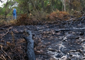 Illegal Deforestation Continues in the Dominican Republic
