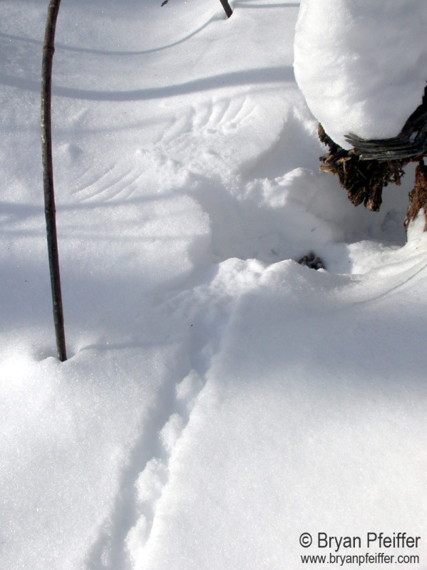 Ruffed Grouse walking tracks, a pile of scat, then a wingprint left after liftoff.
