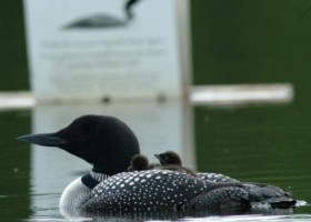 Help VCE Upgrade the Loon Nest-Warning Signs