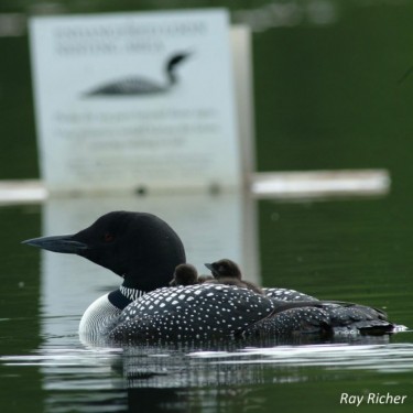 loon w nest warning sign