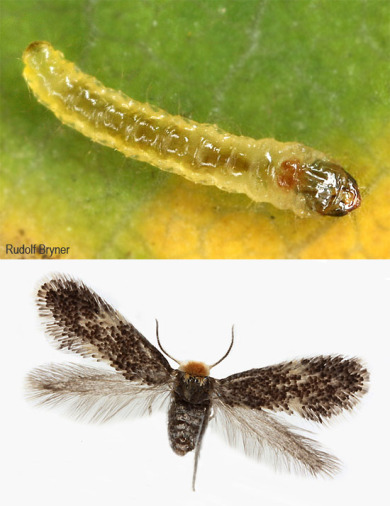 populus-caterpillar-moth-550