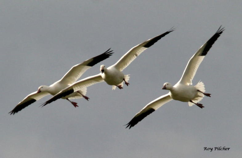 Snow Geese at Dead Creek WMA. / © Roy Pilcher