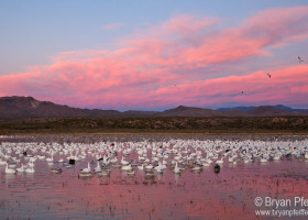 Snow Geese and Sandhill Cranes at Bosque del Apache NWR