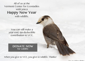 Happy New Year (and Give It Up for a Gray Jay?)