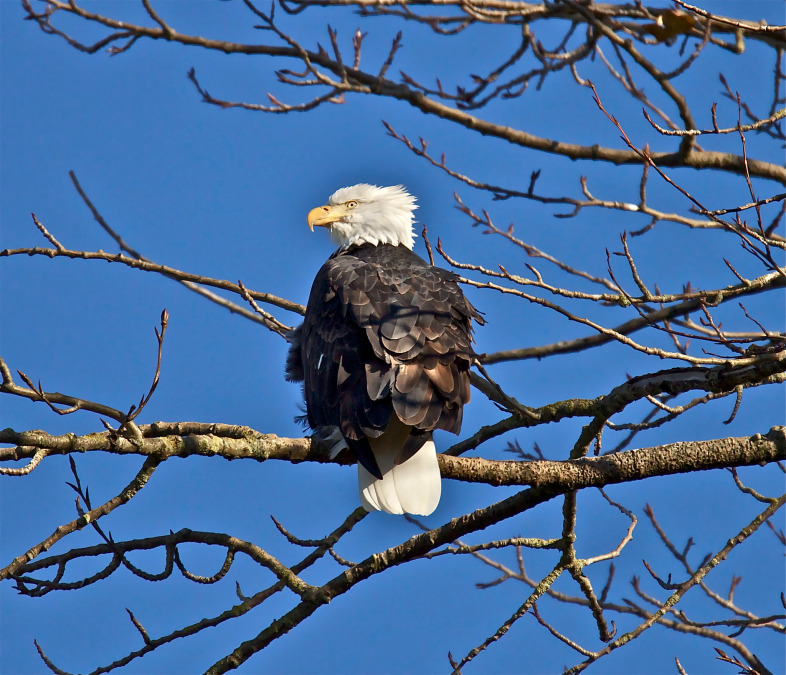 Bald Eagle. / © Jerry McFarland