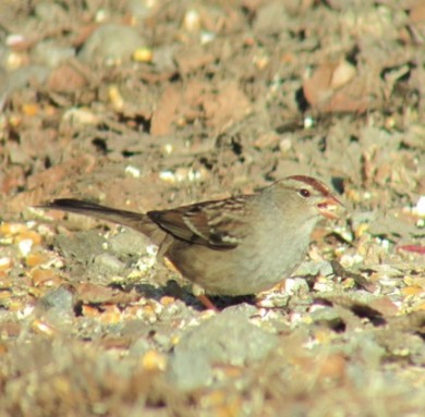 A first year Gambel's White-crowned Sparrow. Distinguished from Leucophrys by the head pattern – particularly the lateral crown stripe and loral patterns. This bird appeared about two weeks after the main passage season for White-crowned Sparrows, which initially alerted the observers to the possibility of Gambelii. Observers: Hector Galbraith, Taj Scottland, David Johnson, Jo Anne Russo.