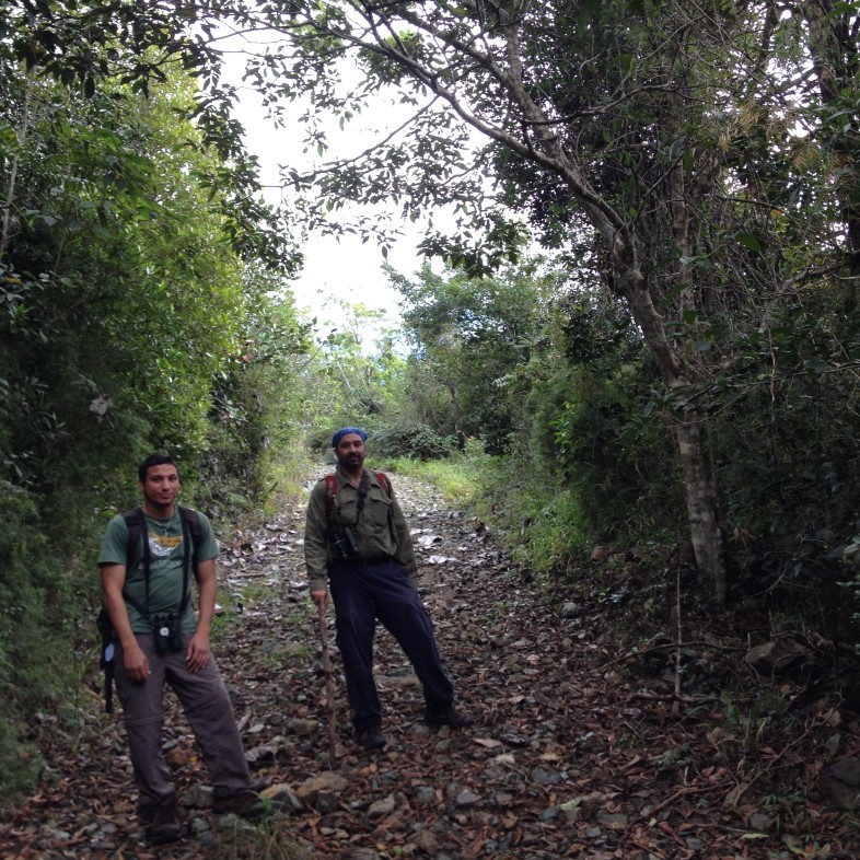 José Salguero and Julio Salgado in Elfin Woods Warbler habitat, Maricao, Puerto Rico.