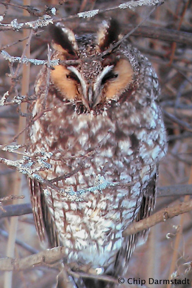 Long-eared Owl from the Plainfield Christmas Bird Count.