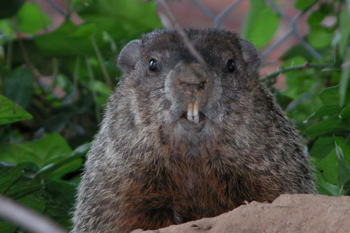 Groundhog (Marmota monax) Dave Fletcher – www.flickr.com/photos/dfletcher/