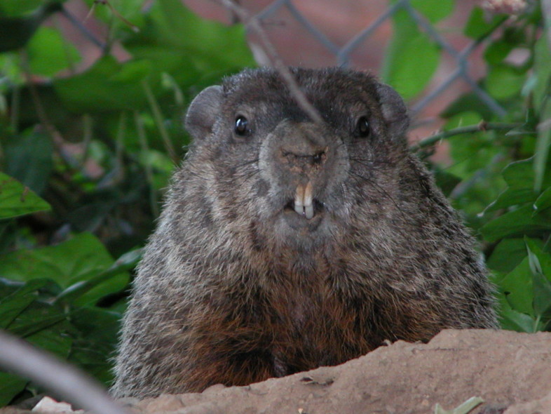 Groundhog (Marmota monax) / Dave Fletcher - www.flickr.com/photos/dfletcher/