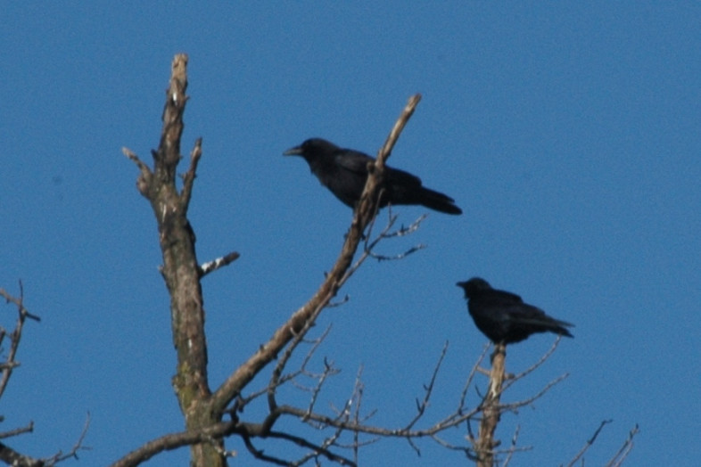 Fish Crow and American Crow in Burlington, VT. / Larry  Clarfeld